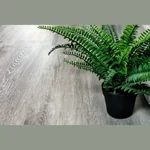 Кварцвиниловая плитка PrimeFloor Standart Классик Ясень Серый 0134-50